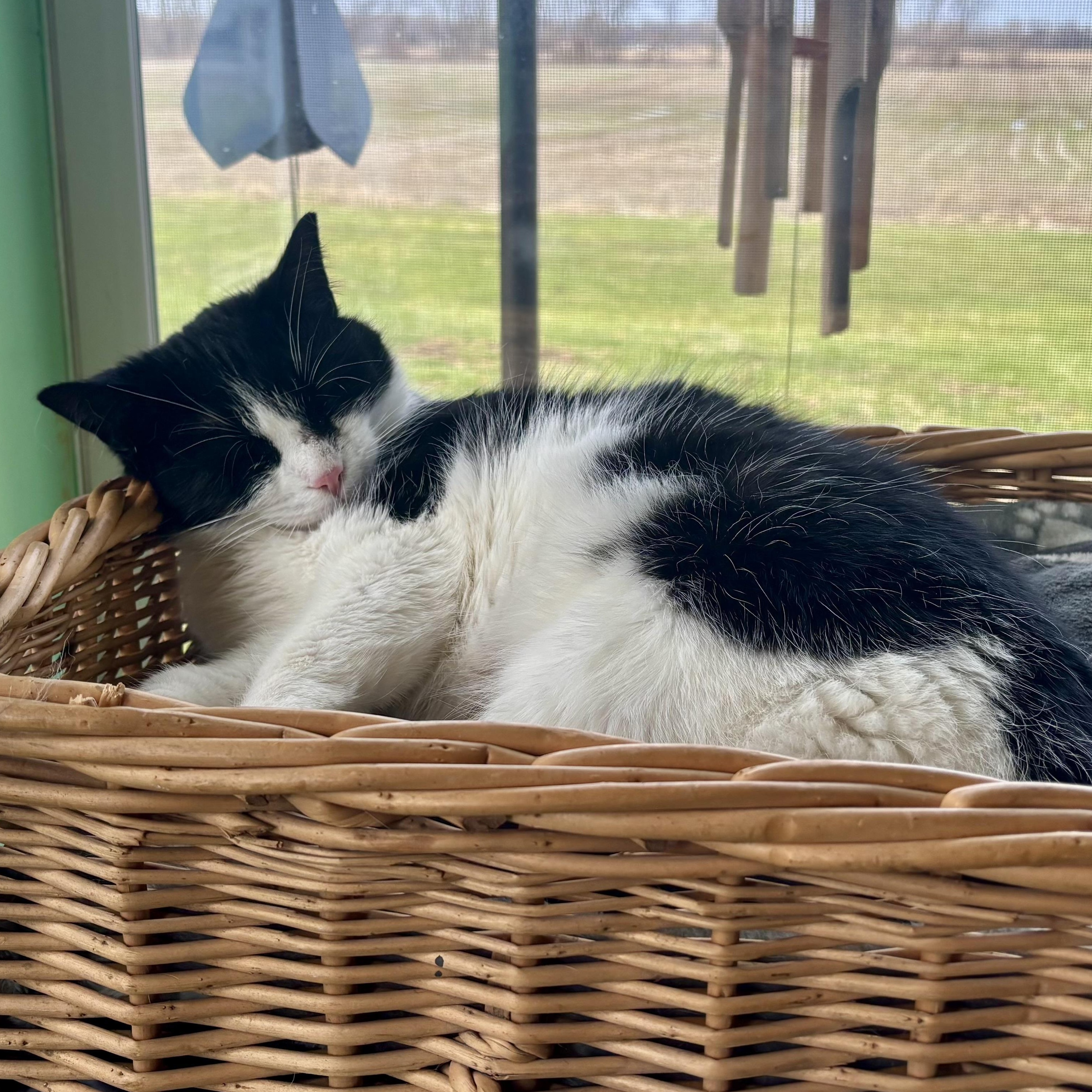 Enlarge Bronze, a Adoptable Domestic Short Hair in East Amherst, NY image 5/6