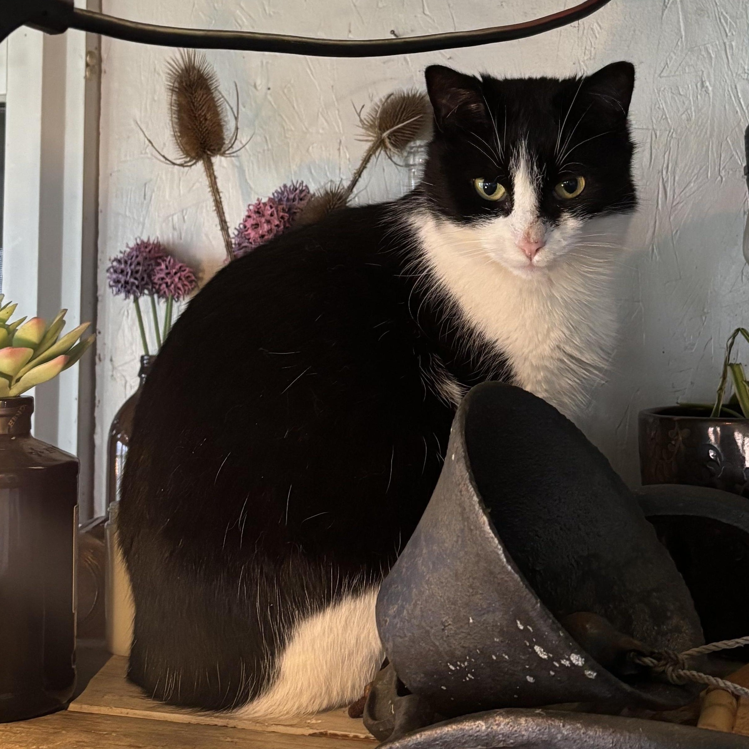 Bronze, Adoptable, Young Female Domestic Short Hair.