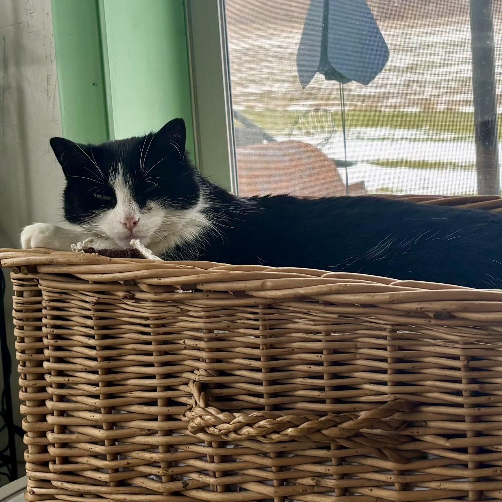 Enlarge Bronze, a Adoptable Domestic Short Hair in East Amherst, NY image 4/6