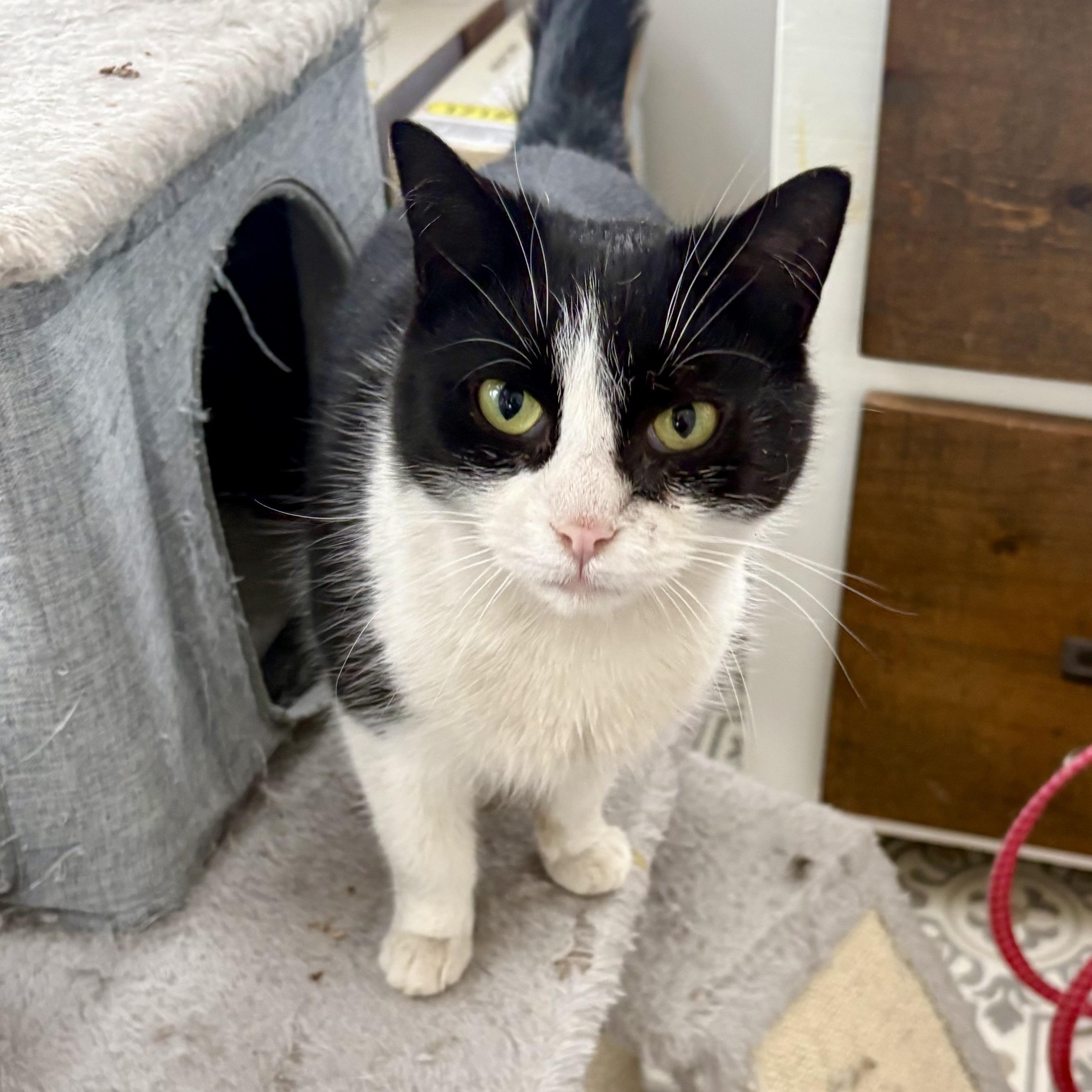 Enlarge Bronze, a Adoptable Domestic Short Hair in East Amherst, NY image 2/6