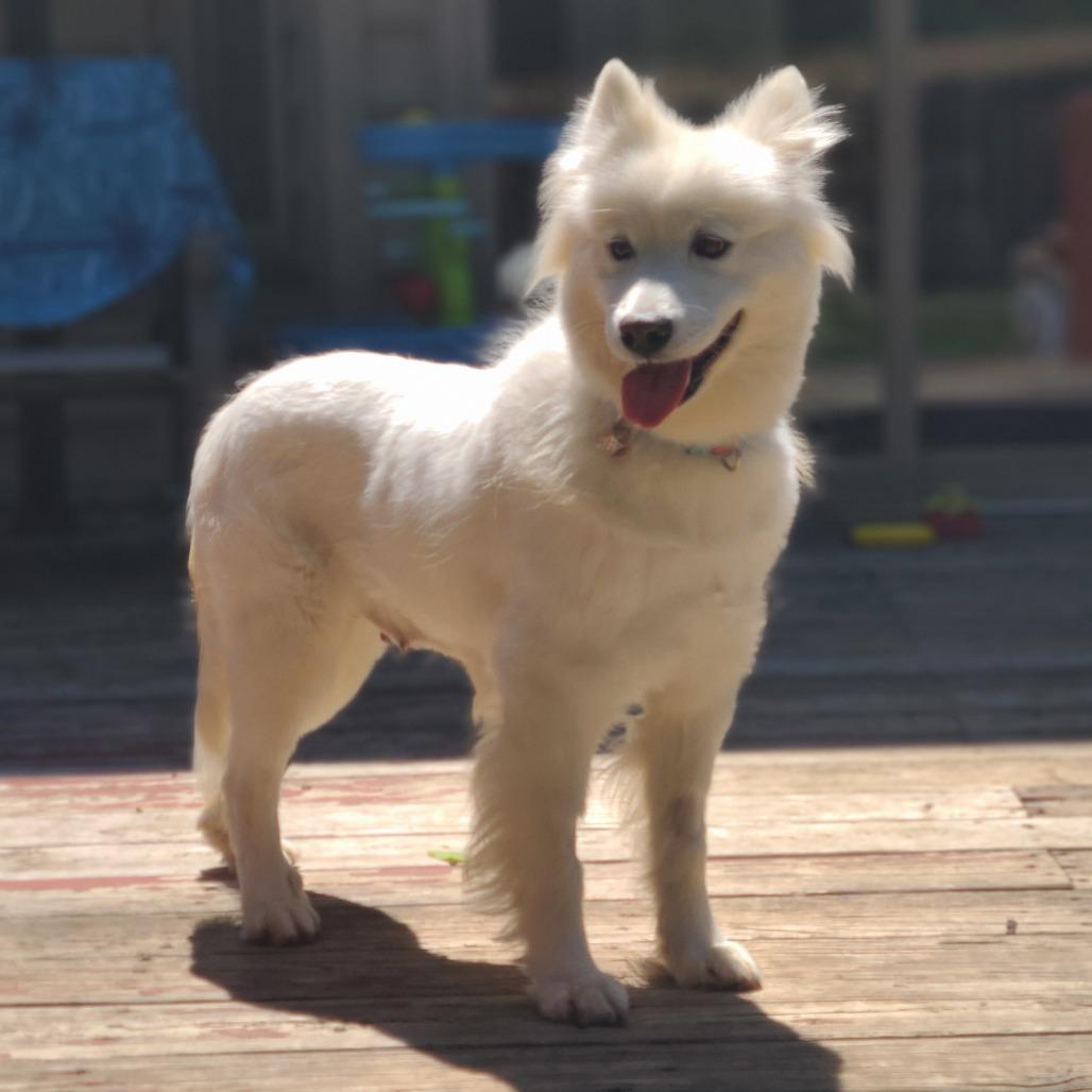 Elsa, Adoptable, Adult Female Samoyed.
