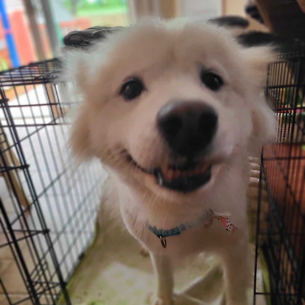 Elsa, a Adoptable Samoyed in Sinking Spring, PA image 2/4