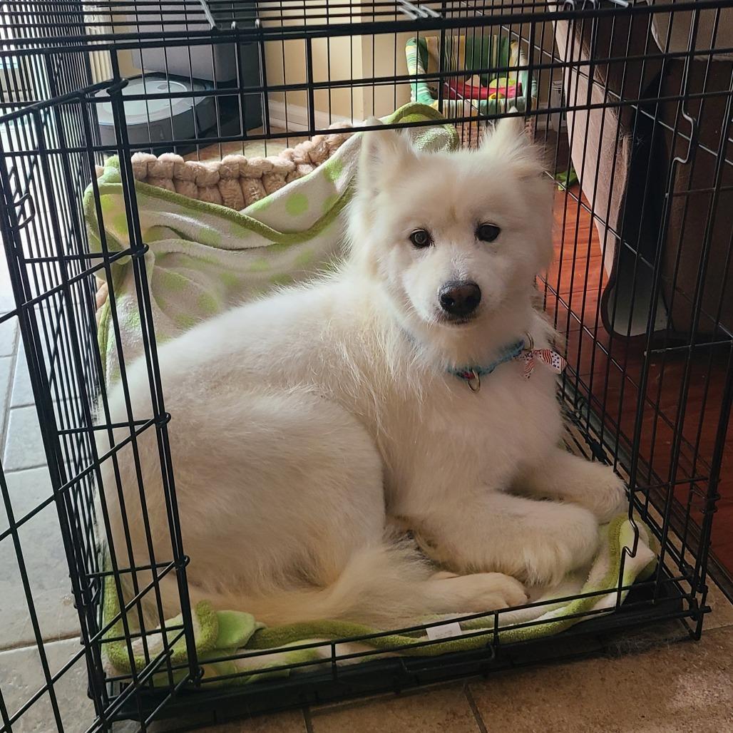 Elsa, a Adoptable Samoyed in Sinking Spring, PA image 3/4