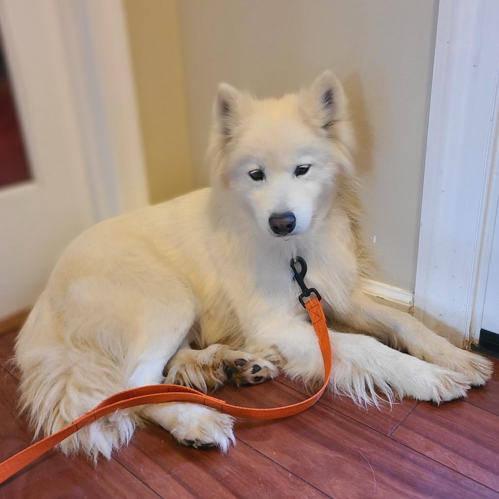Elsa, a Adoptable Samoyed in Sinking Spring, PA image 4/4