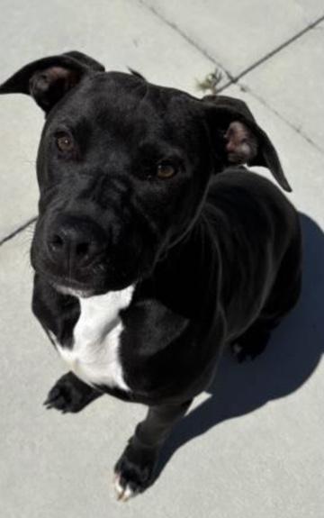 Poochie, Adult Female Labrador Retriever
