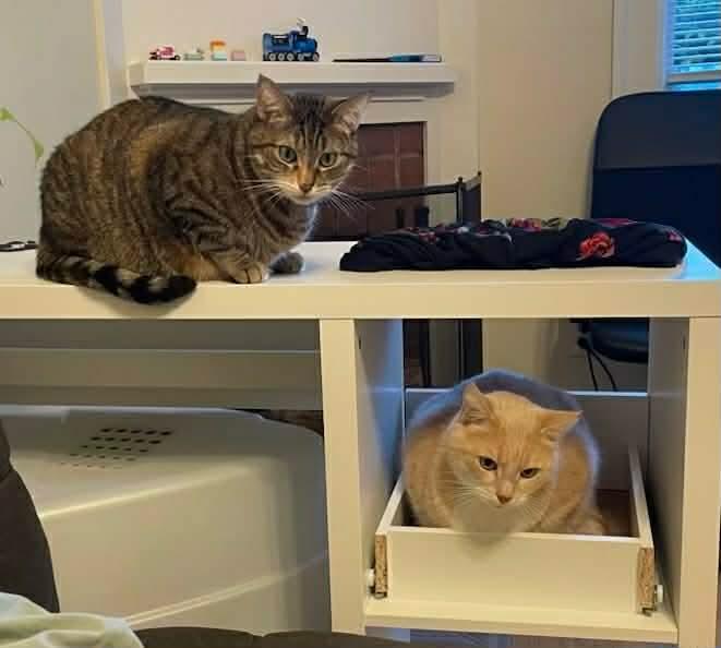 Enlarge Peaches & Tigarette, a ADOPTABLE mixed breed in Gladstone, OR image 2/5