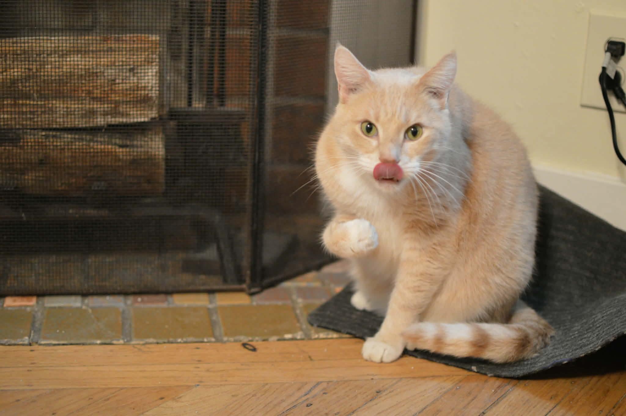 Enlarge Peaches & Tigarette, a ADOPTABLE mixed breed in Gladstone, OR image 2/5