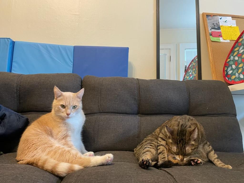 Enlarge Peaches & Tigarette, a ADOPTABLE mixed breed in Gladstone, OR image 1/6