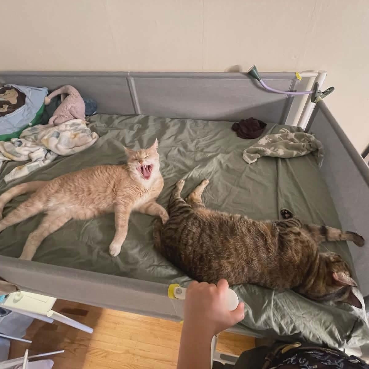 Enlarge Peaches & Tigarette, a ADOPTABLE mixed breed in Gladstone, OR image 5/5