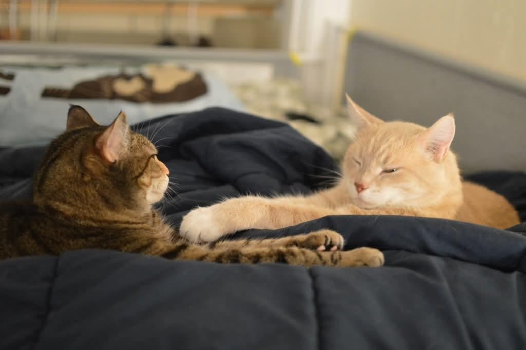 Enlarge Peaches & Tigarette, a ADOPTABLE mixed breed in Gladstone, OR image 2/6