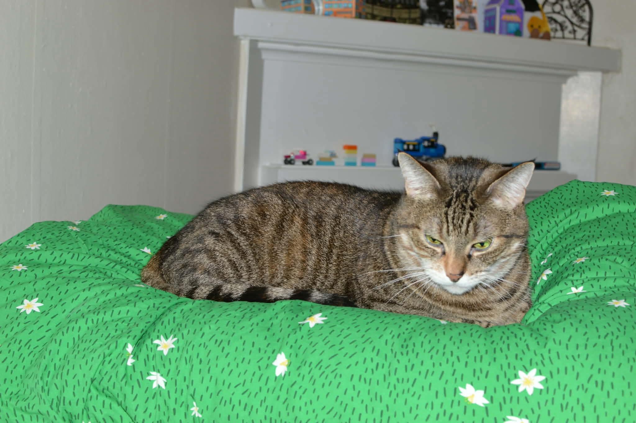 Enlarge Peaches & Tigarette, a ADOPTABLE mixed breed in Gladstone, OR image 3/5