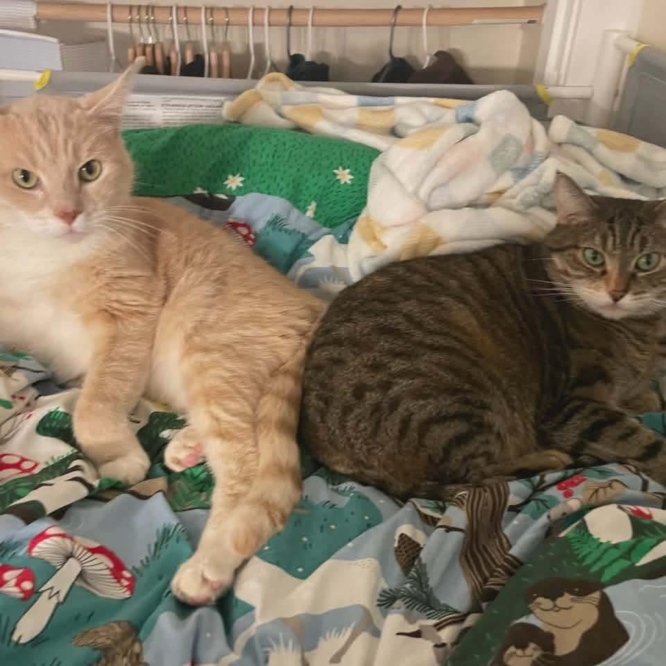 Peaches & Tigarette, ADOPTABLE, Adult Female Tabby & Domestic Short Hair.