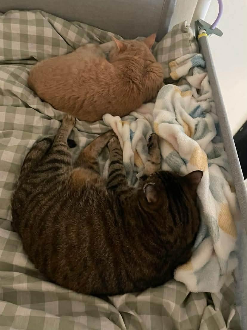 Enlarge Peaches & Tigarette, a ADOPTABLE mixed breed in Gladstone, OR image 5/5