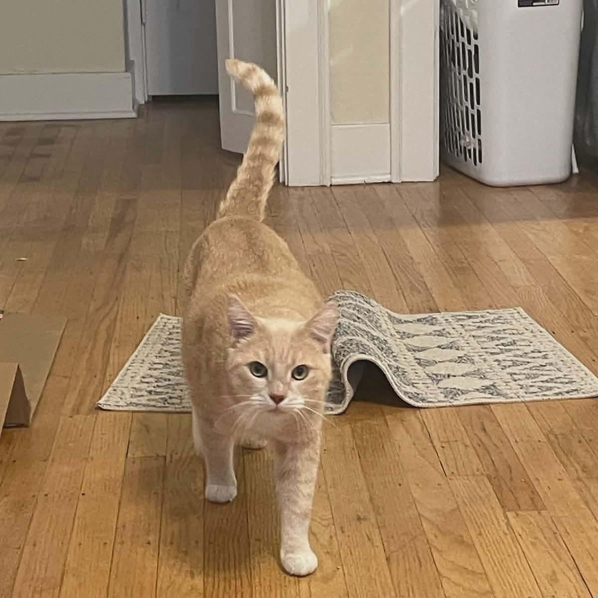 Enlarge Peaches & Tigarette, a ADOPTABLE mixed breed in Gladstone, OR image 4/5