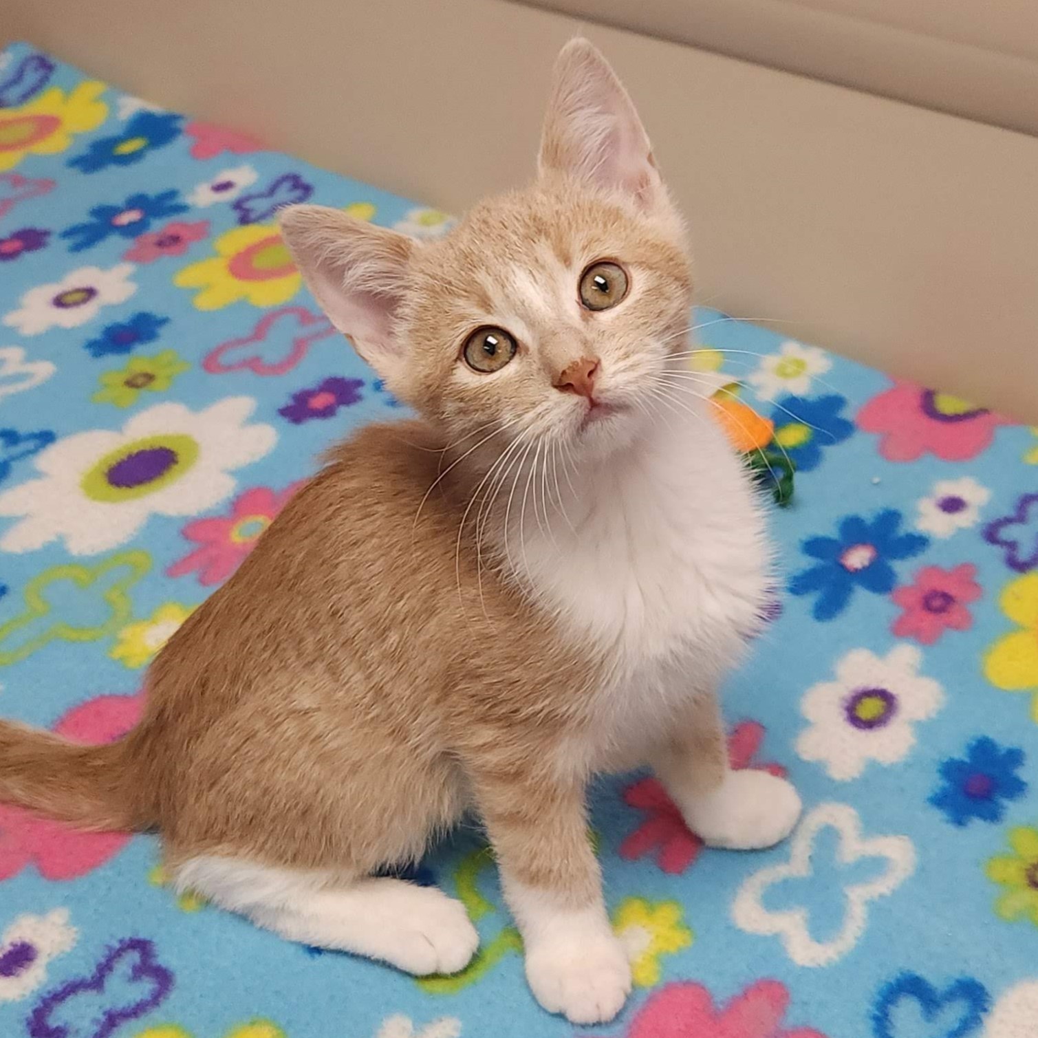 Cat for adoption Oak, a Domestic Short Hair in Marshfield, WI Petfinder