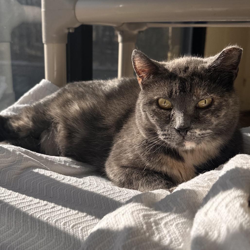 Tammy Lynn, Adoptable, Adult Female Domestic Short Hair.