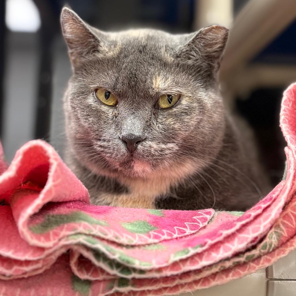 Enlarge Tammy Lynn, a Adoptable Domestic Short Hair in Rocky Mount, VA image 3/5