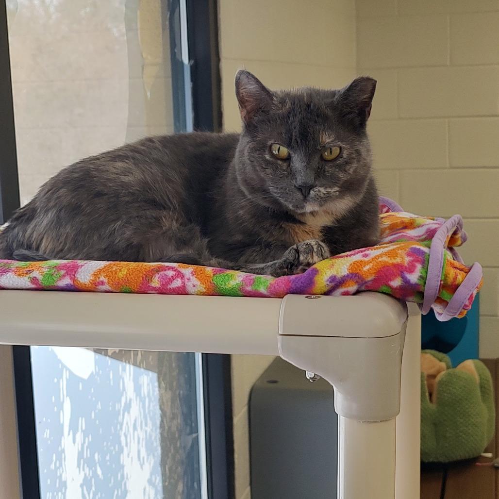 Enlarge Tammy Lynn, a Adoptable Domestic Short Hair in Rocky Mount, VA image 4/6