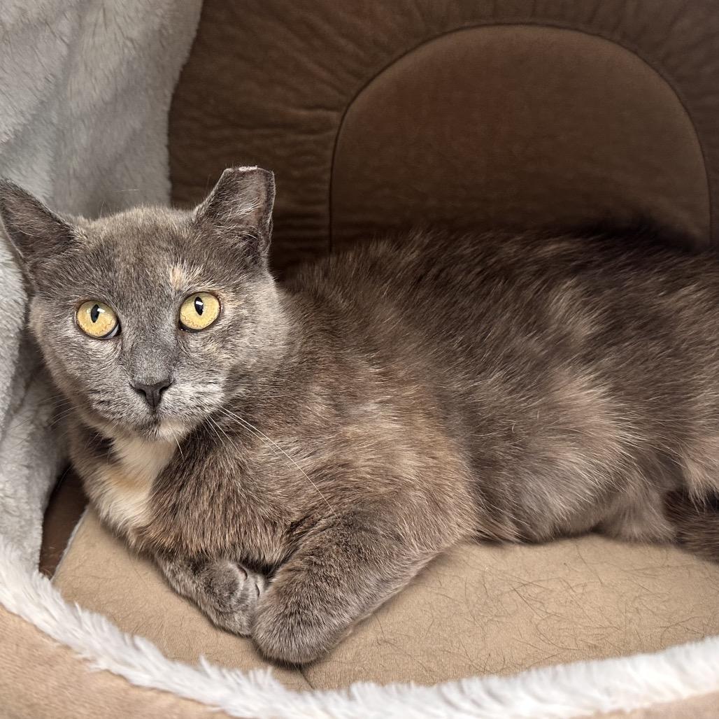 Enlarge Tammy Lynn, a Adoptable Domestic Short Hair in Rocky Mount, VA image 4/5