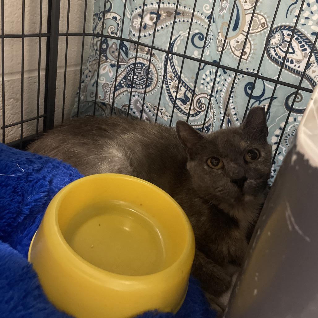 Enlarge Tammy Lynn, a Adoptable Domestic Short Hair in Rocky Mount, VA image 5/5