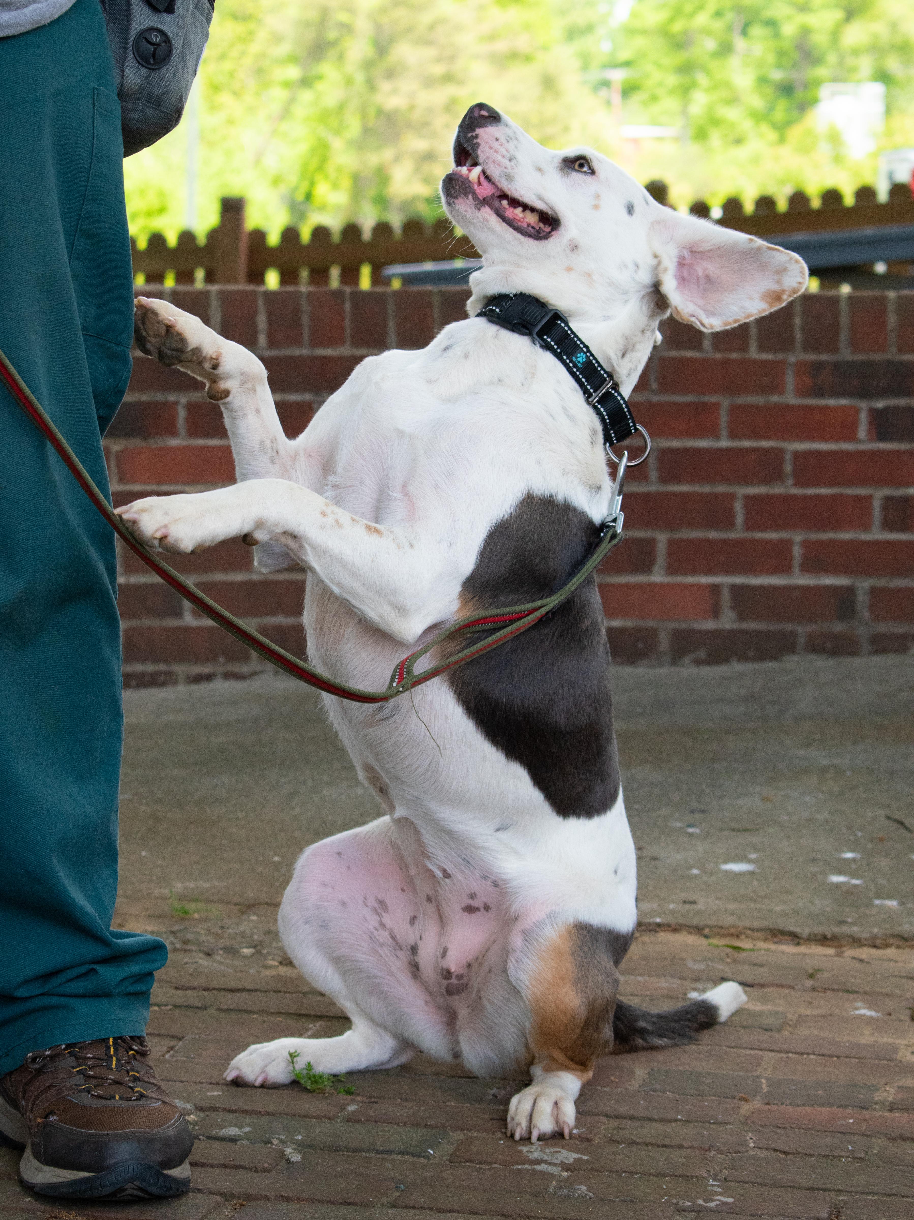 Enlarge Tulip, a ADOPTABLE mixed breed in Lewisville, NC image 2/4