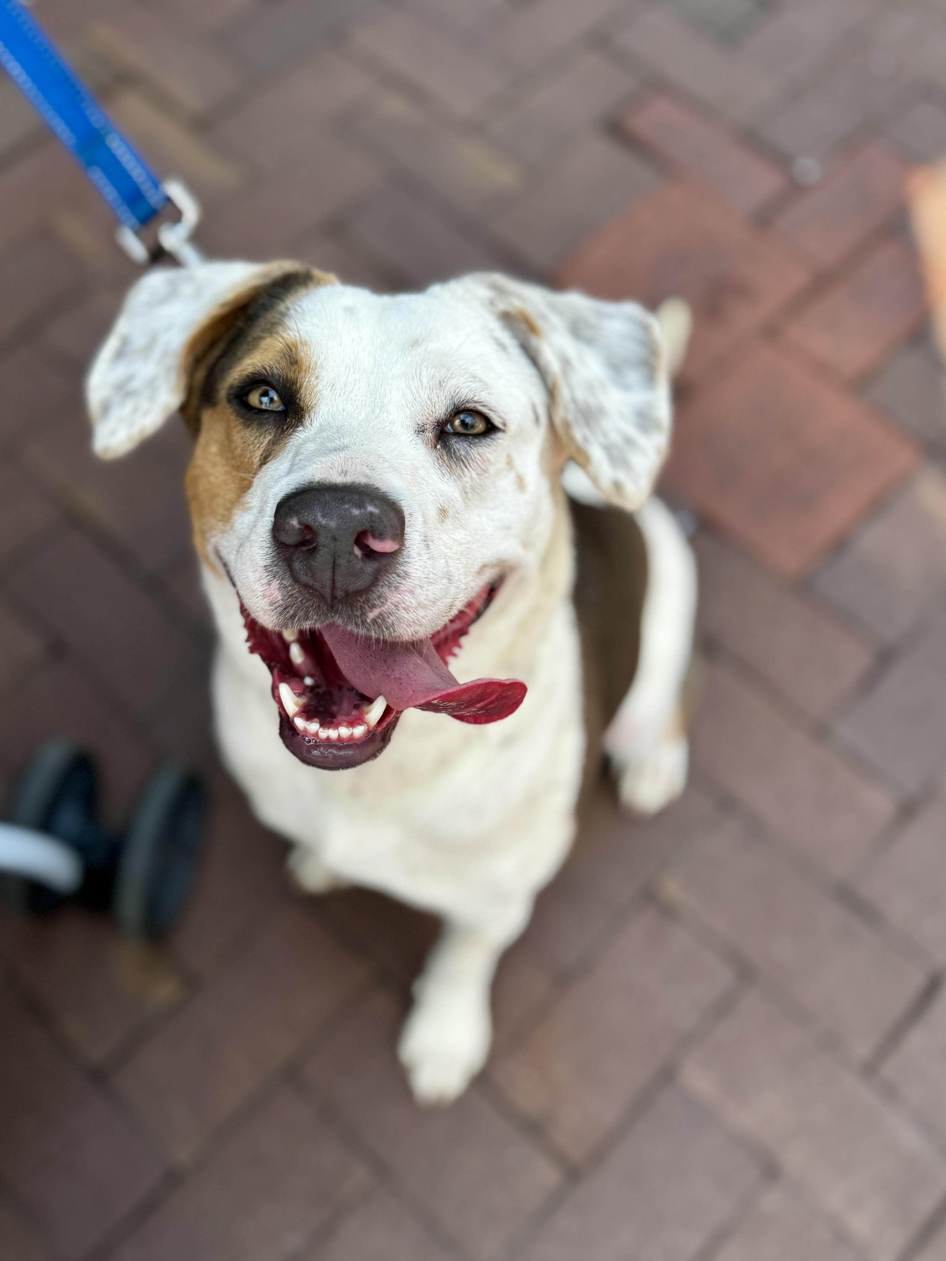 Enlarge Tulip, a ADOPTABLE mixed breed in Lewisville, NC image 1/3