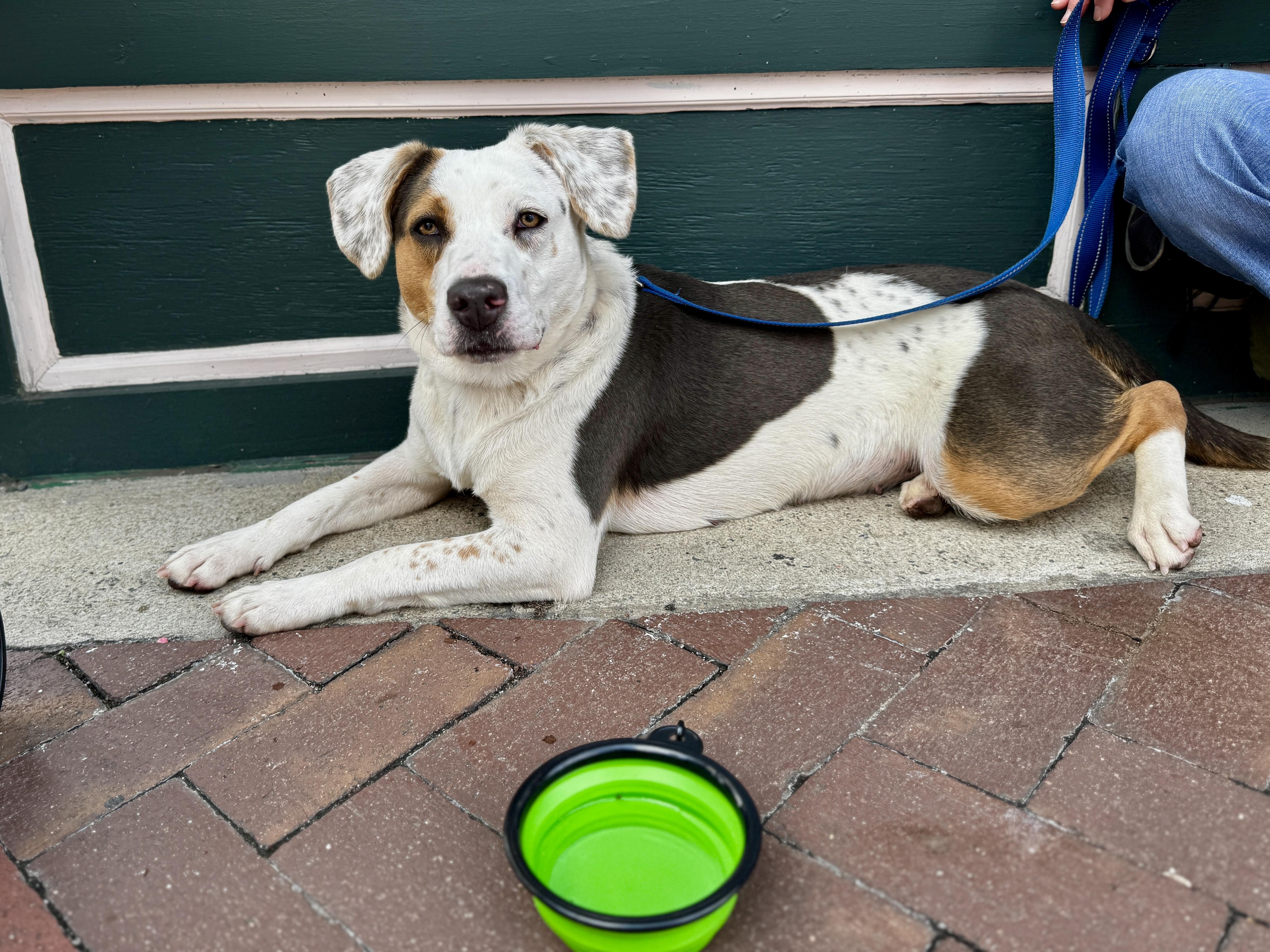 Enlarge Tulip, a ADOPTABLE mixed breed in Lewisville, NC image 2/3