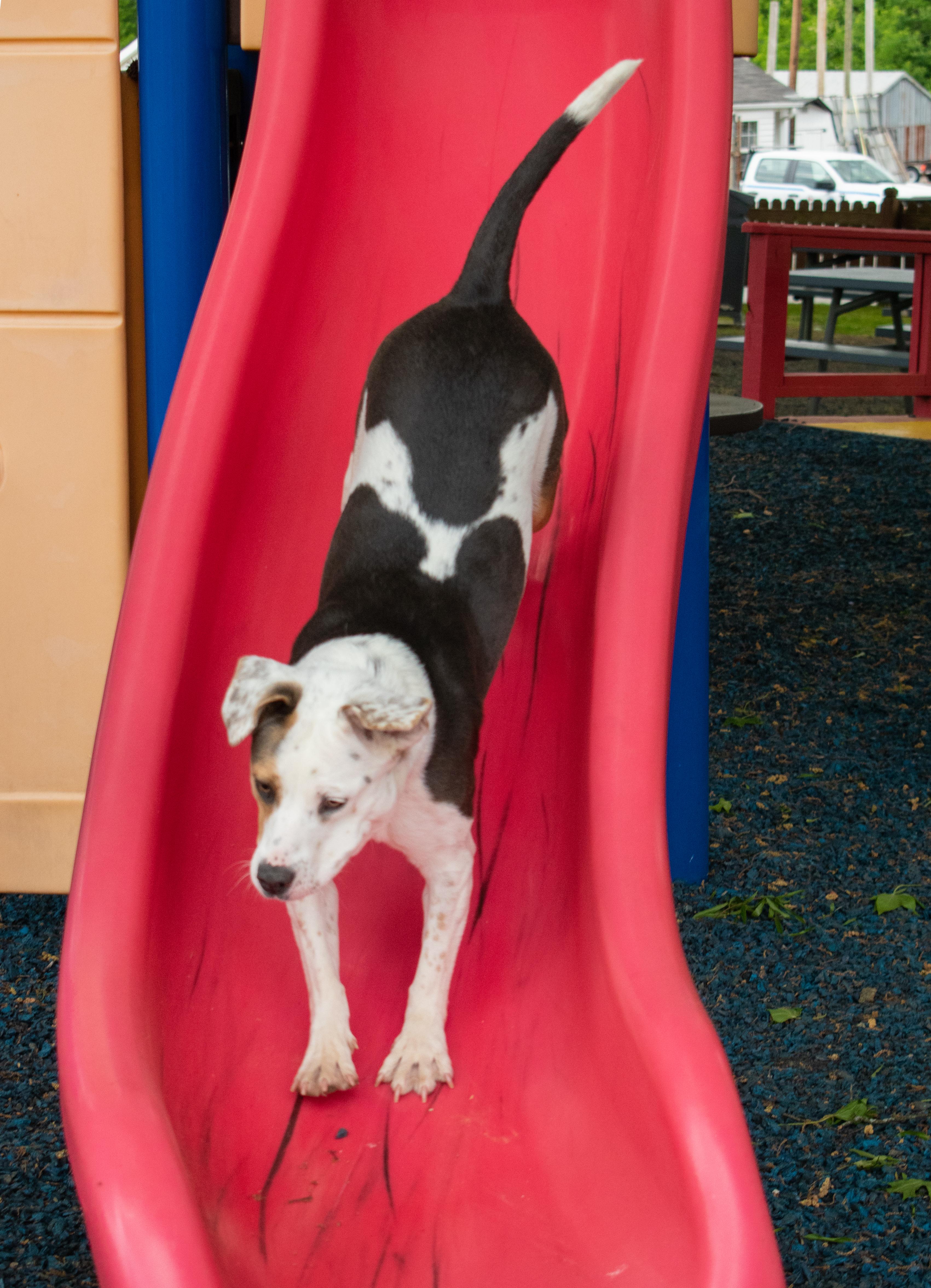 Enlarge Tulip, a ADOPTABLE mixed breed in Lewisville, NC image 1/4