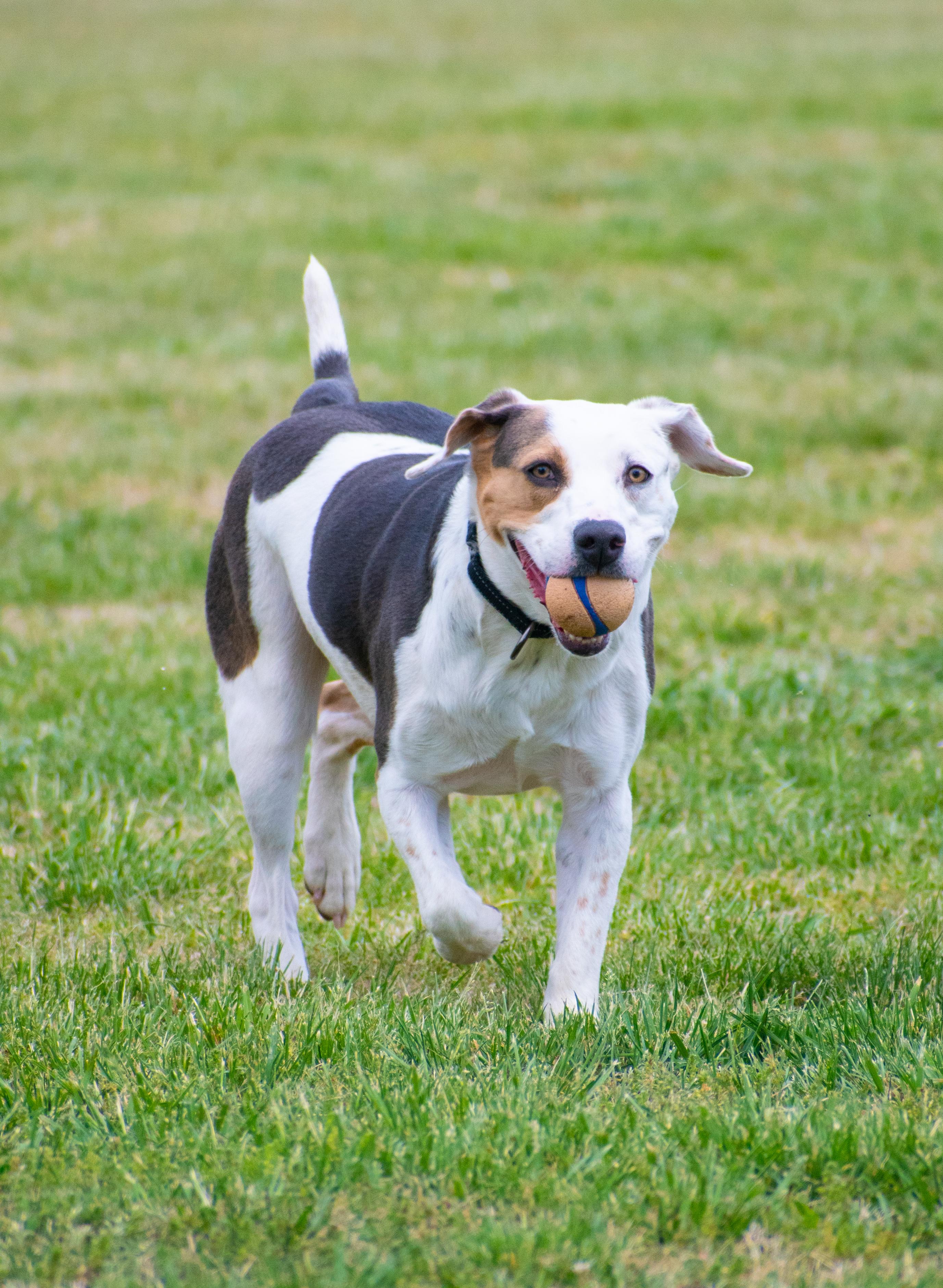 Enlarge Tulip, a ADOPTABLE mixed breed in Lewisville, NC image 3/4