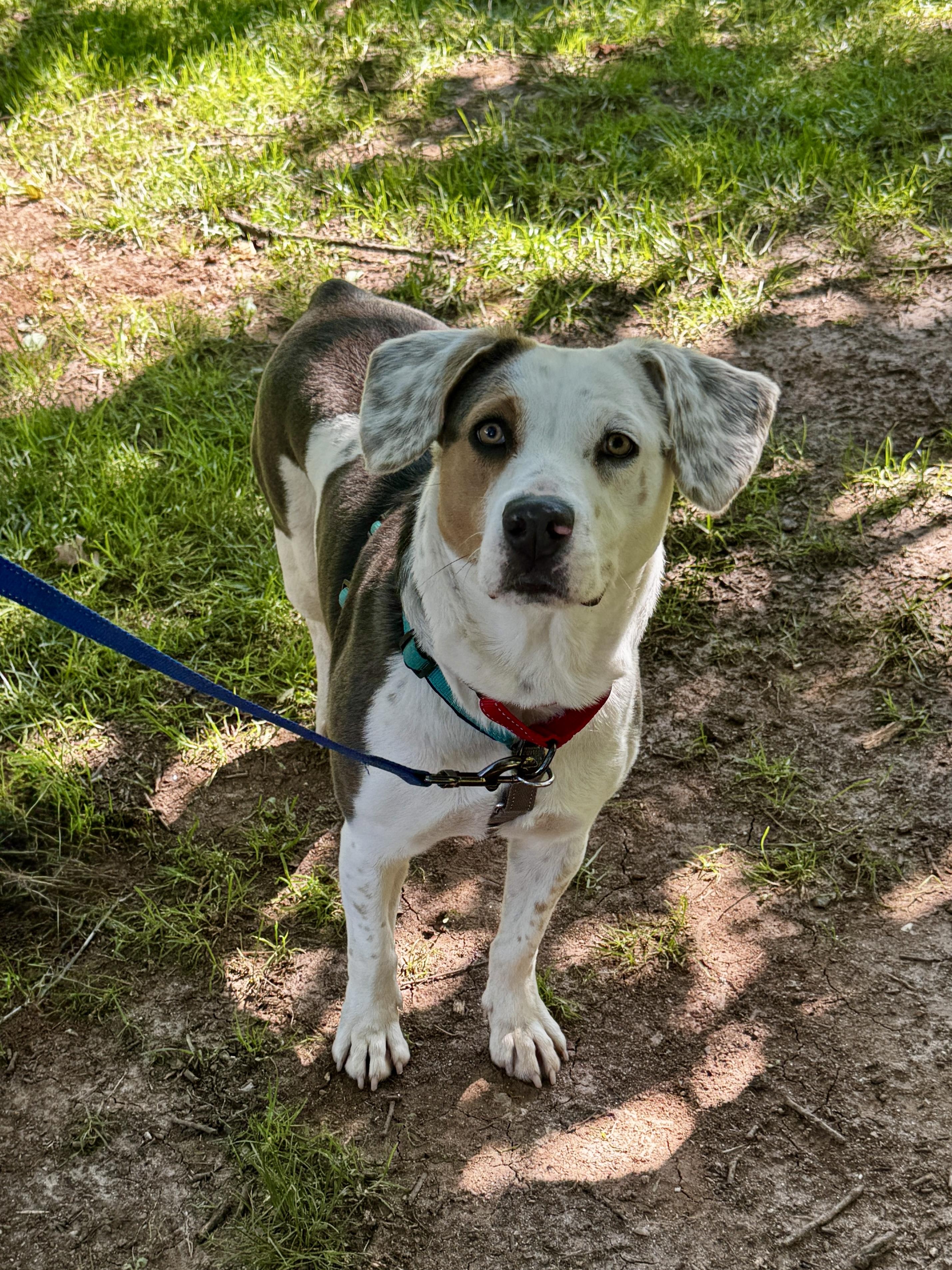 Enlarge Tulip, a ADOPTABLE mixed breed in Lewisville, NC image 3/3