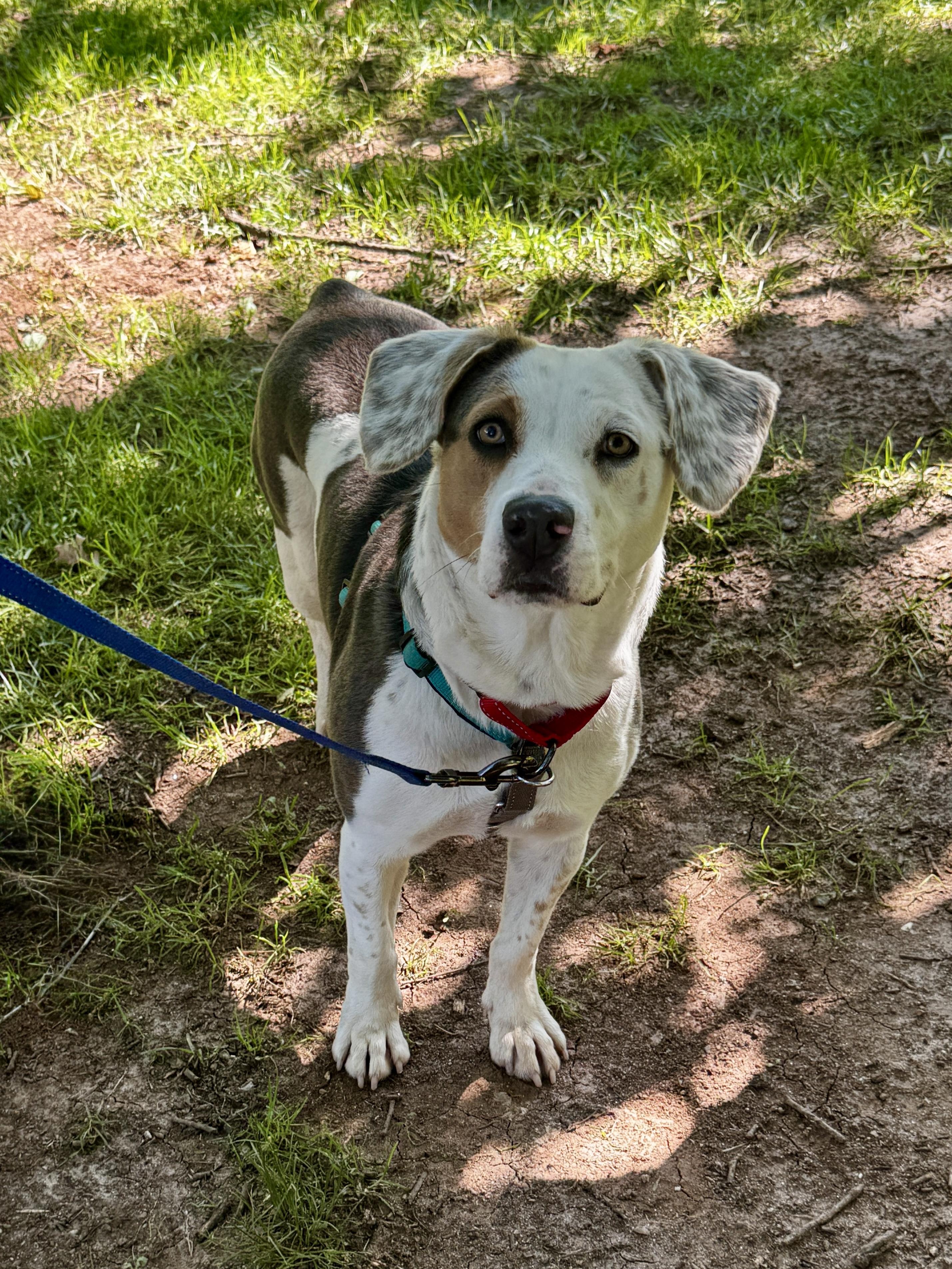 Tulip, a Adoptable mixed breed in Lewisville, NC image 1/3