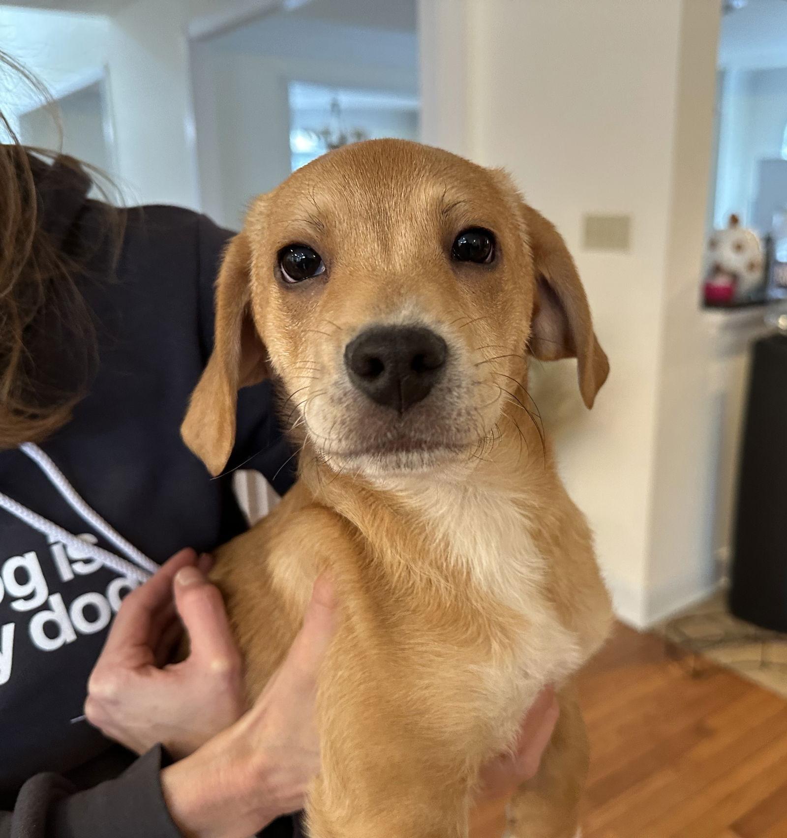 Fred, Adoptable, Puppy Male Beagle & Terrier.