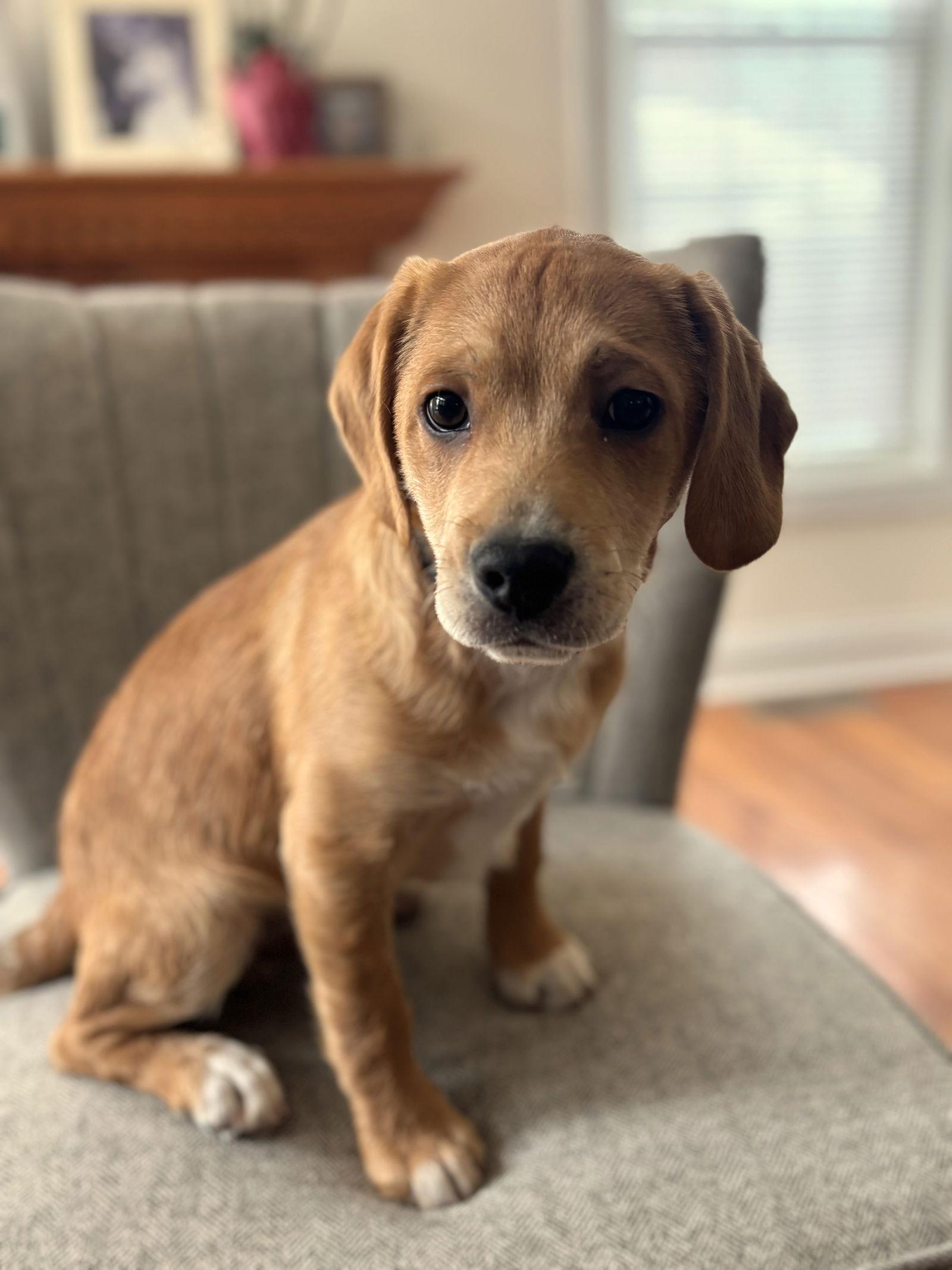 Enlarge Fred, a Adoptable mixed breed in Arlington, VA image 2/3