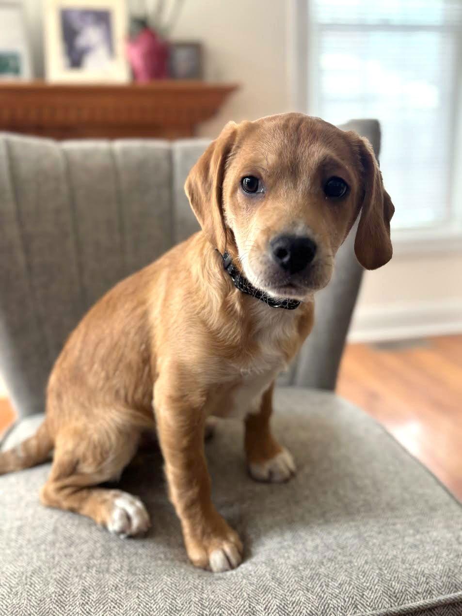 Enlarge Fred, a Adoptable mixed breed in Arlington, VA image 3/3