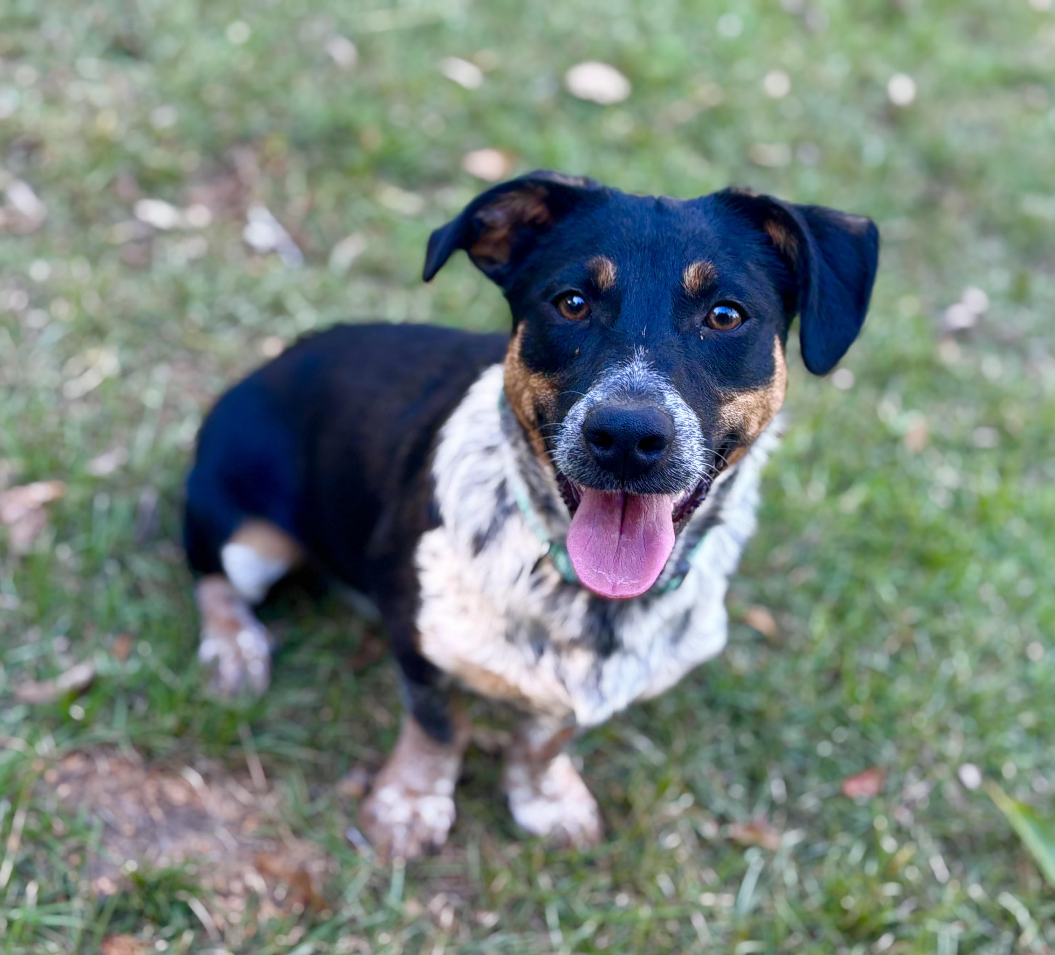 Enlarge Vinny, a Adoptable mixed breed in Newburgh, NY image 4/6