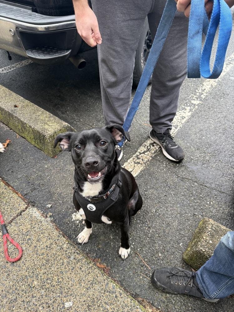 Wilson, Adoptable, Young Male Labrador Retriever.