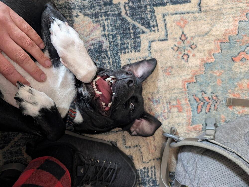 Enlarge Wilson, a Adoptable Labrador Retriever in New Bedford, MA image 2/6