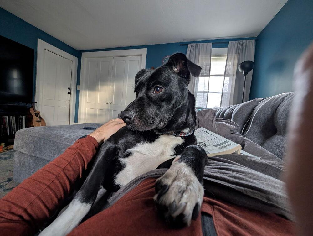 Enlarge Wilson, a Adoptable Labrador Retriever in New Bedford, MA image 6/6