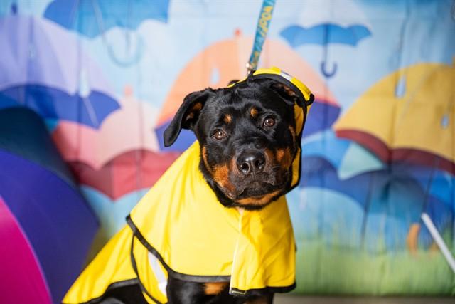 TURNIP, Adoptable, Young Female Rottweiler & Mixed Breed.