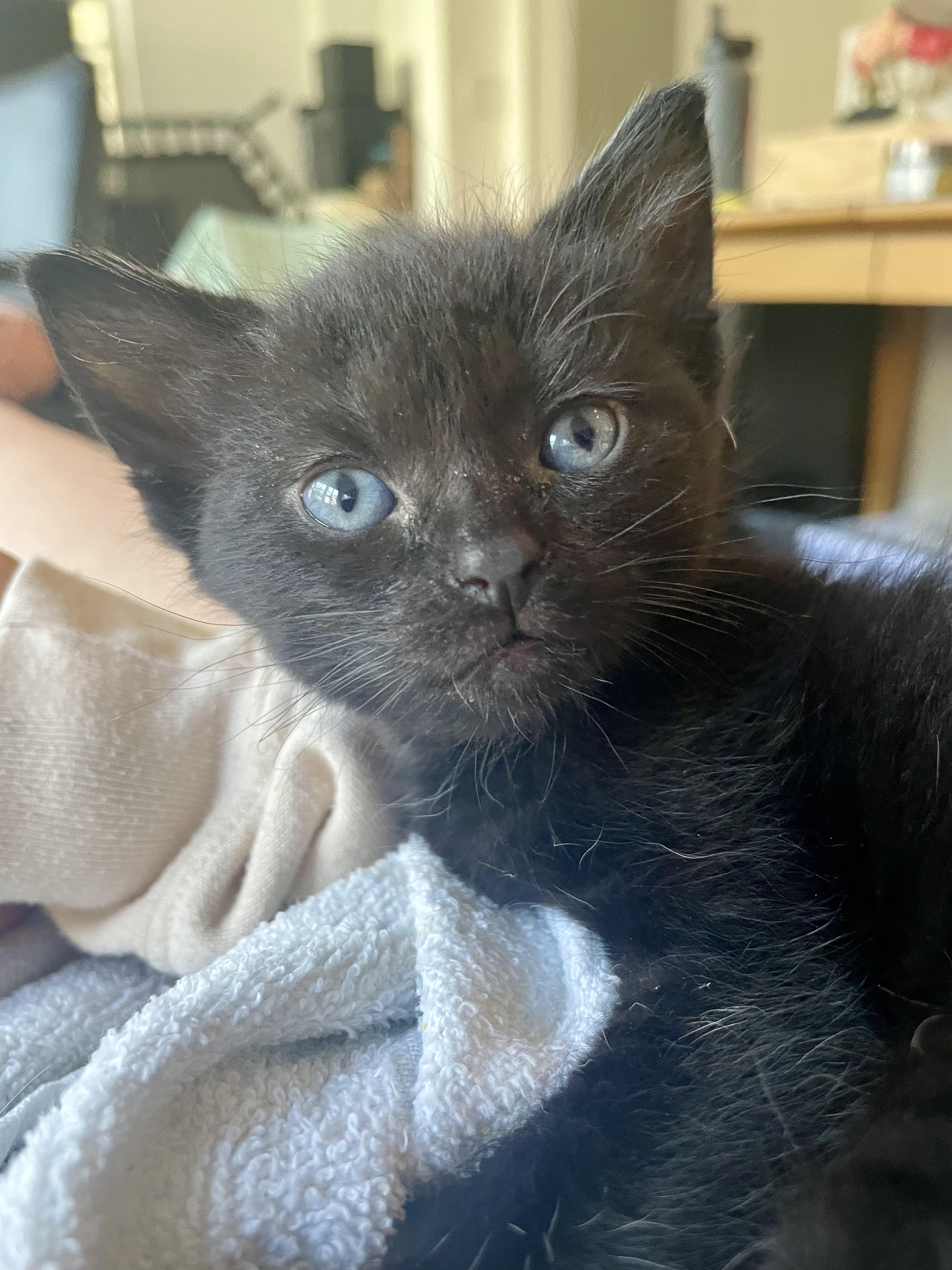 Pugsly, Adopted, Kitten Male Domestic Short Hair.