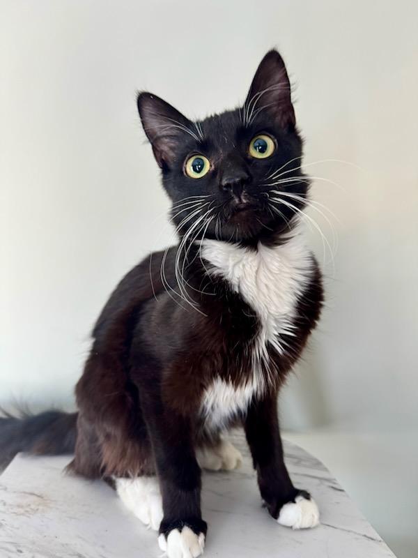 Sammie/Sophie, an adoptable Domestic Short Hair in Carthage, NY, 13619 | Photo Image 4