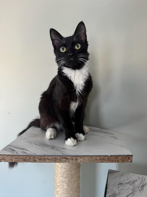 Sammie/Sophie, an adoptable Domestic Short Hair in Carthage, NY, 13619 | Photo Image 6