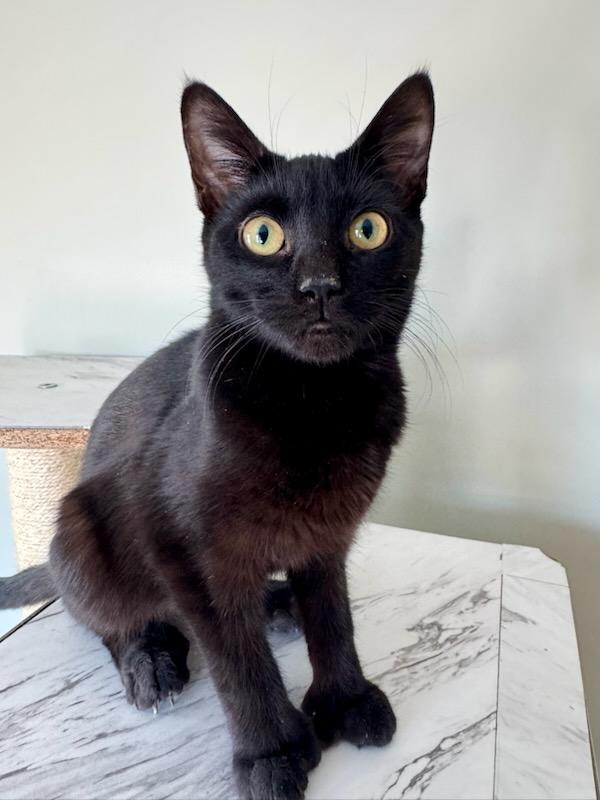 Sammie/Sophie, an adoptable Domestic Short Hair in Carthage, NY, 13619 | Photo Image 2