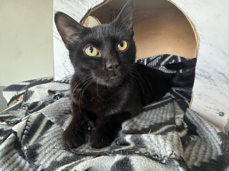Sammie/Sophie, an adoptable Domestic Short Hair in Carthage, NY, 13619 | Photo Image 3