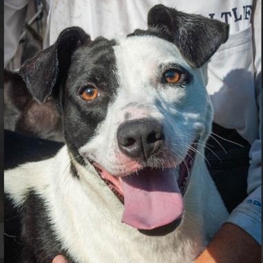 Enlarge FAITH, a Adoptable Labrador Retriever in Brunswick, GA image 1/1