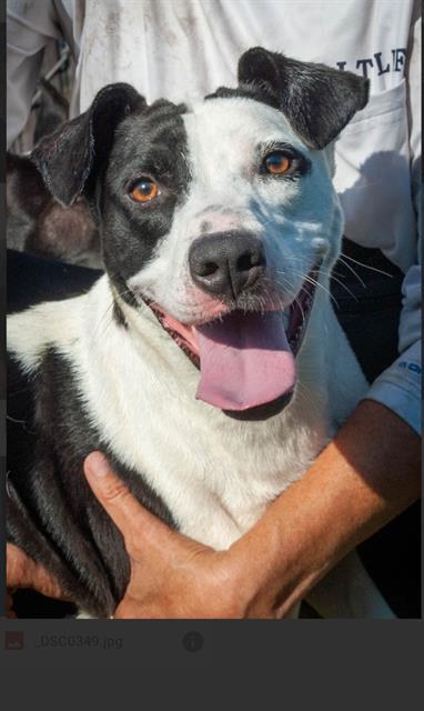 Enlarge FAITH, a Adoptable Labrador Retriever in Brunswick, GA image 1/1