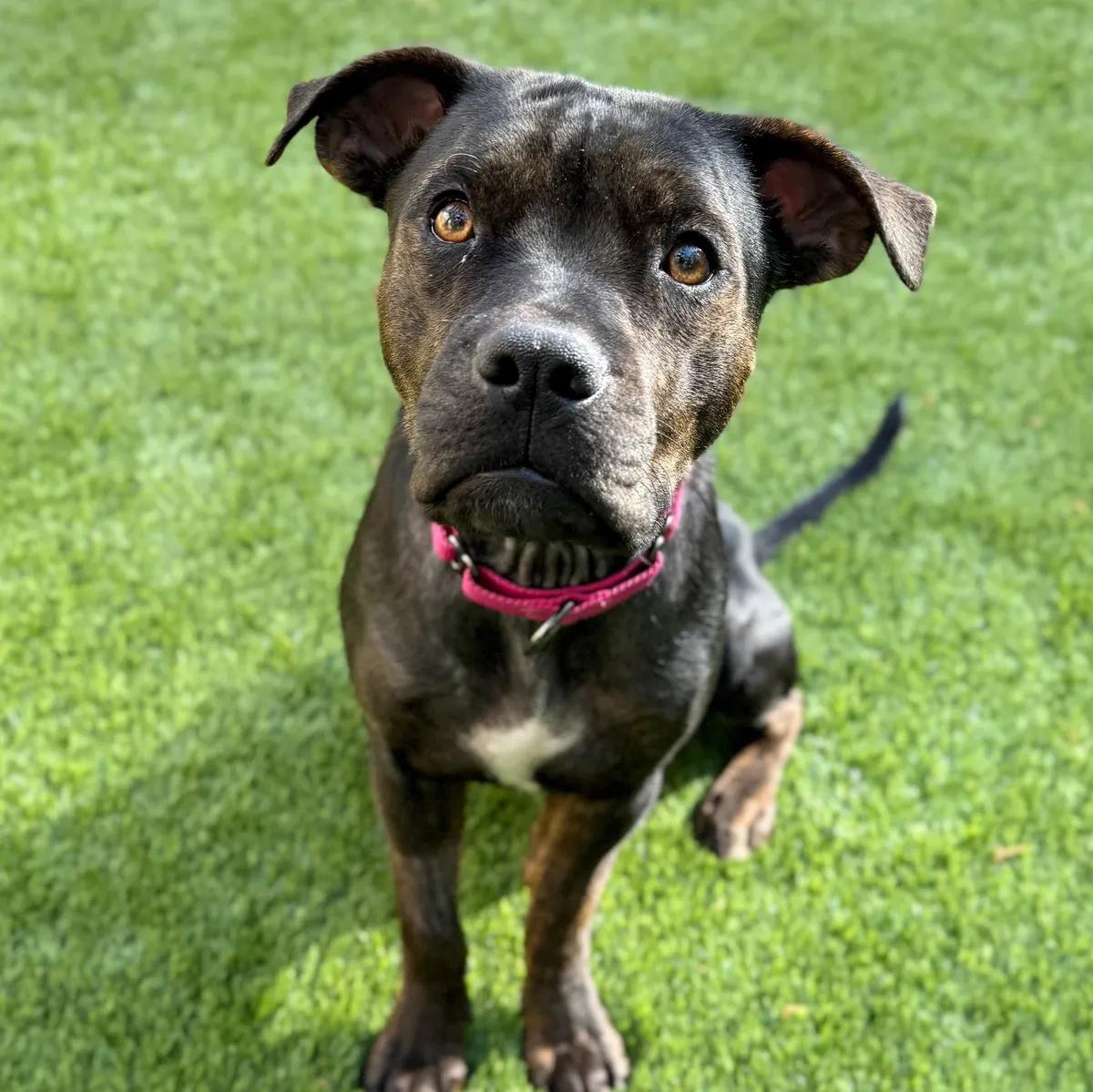 Adele, ADOPTABLE, Young Female American Staffordshire Terrier.