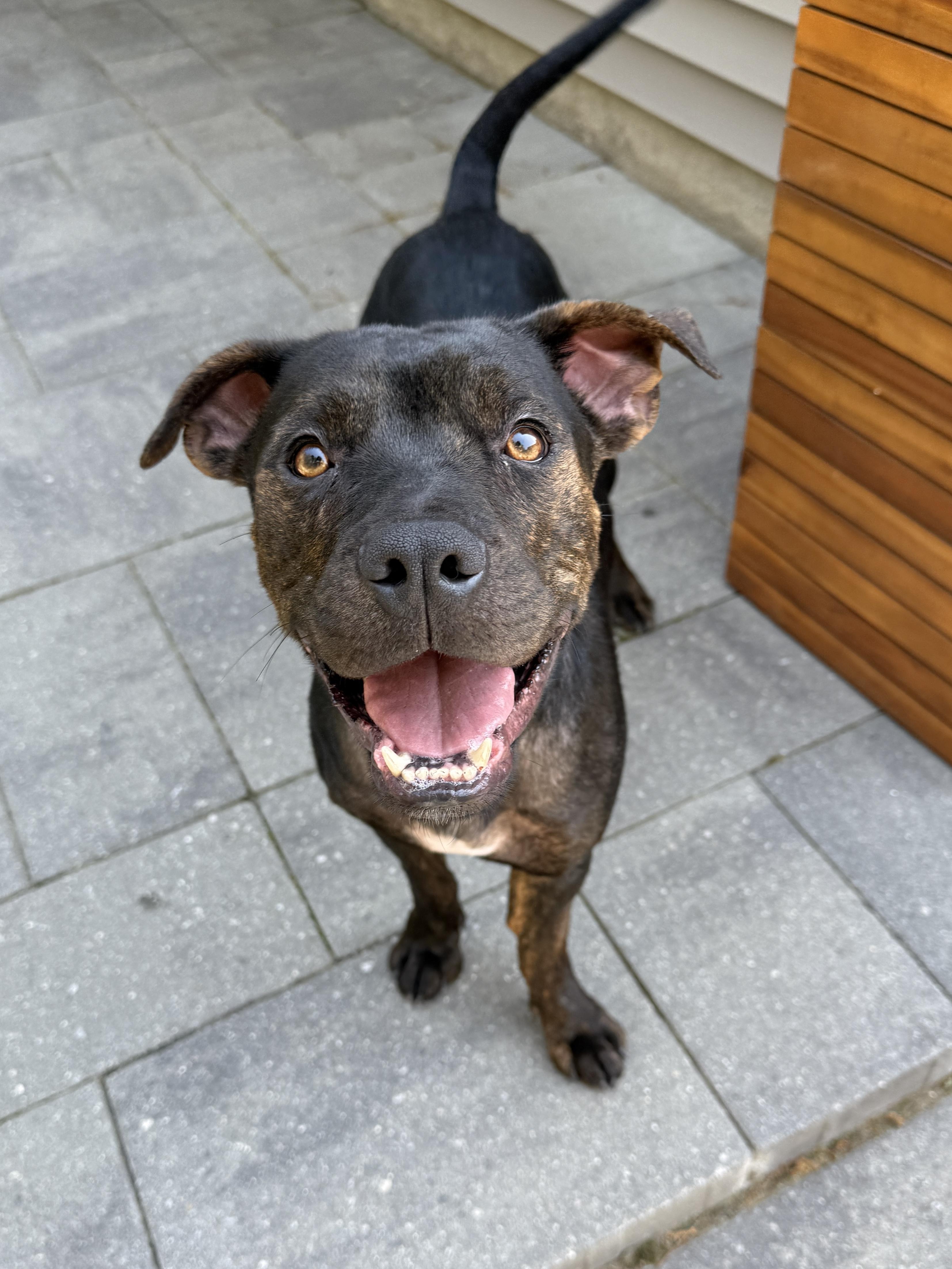 Adele, ADOPTABLE, Young Female American Staffordshire Terrier.