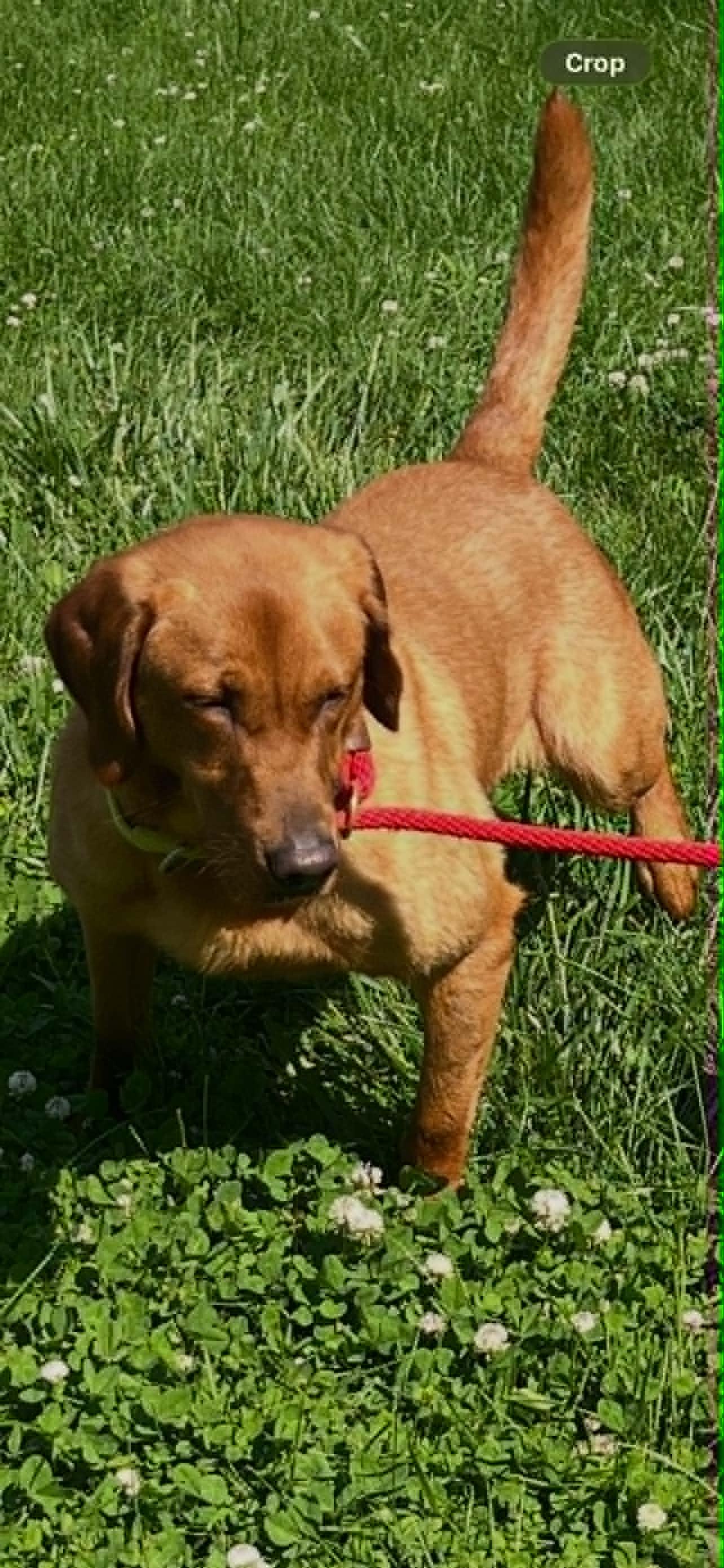 Johnny, a Adoptable mixed breed in Brattleboro, VT image 3/4