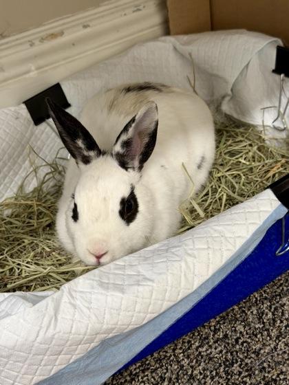 Hodor, Adoptable, Baby Male Bunny Rabbit & Bunny Rabbit.